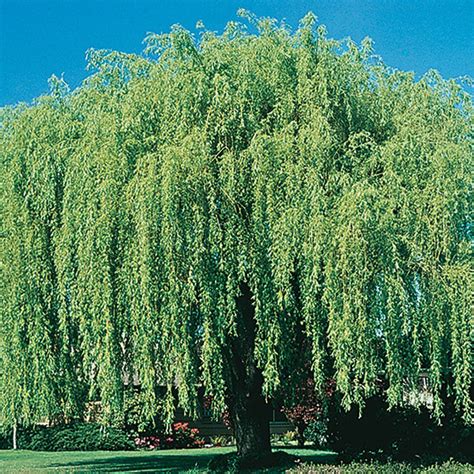 Weeping Willow Tree Fast Growing Shade Trees Weeping Willow Shade Trees