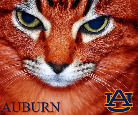 Auburn Tiger Wallpapers Auburn Wallpapers Wallpaper Cave This