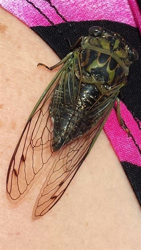 This Cicada Bug Landed On Me At The Time I Didnt Know Was It Was