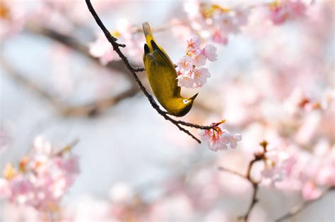 44 Birds And Blooms Wallpaper Free
