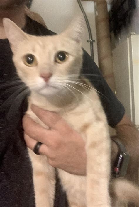 Found Cat Unknown In Mesa Az Lost My Kitty
