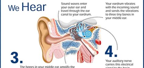 How Hearing Works Audiologist In Chennai Hearing Aid Centre Near Me