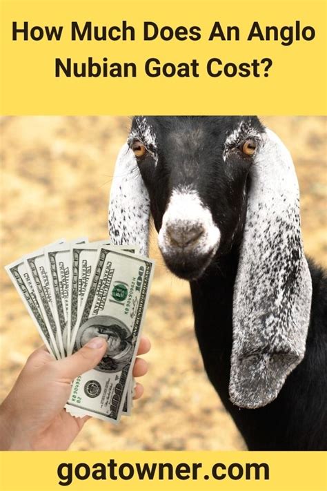 How Much Does An Anglo Nubian Goat Cost Find Out Goat Owner