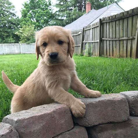 Our mission has been to find the most beautiful dogs to create the cutest golden retriever puppies around! Un-Answered Issues With Golden Retrievers For Sale Near Me ...