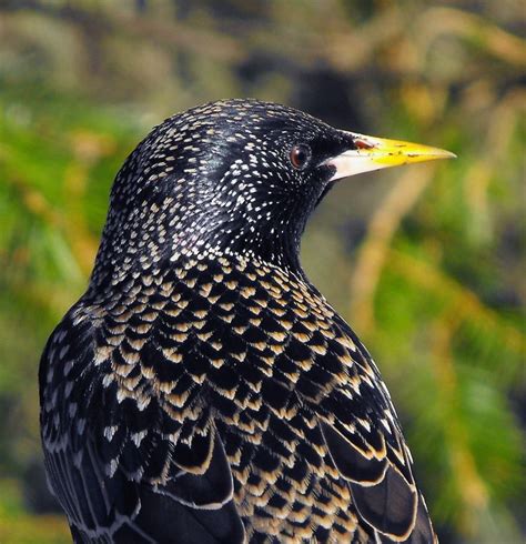 Common Starling Female