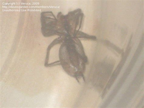 Insect And Spider Identification Brown Recluse Hobo Brown Widow 1