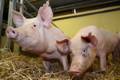 Gene Editing Ruling Harms Eu Pig Breeding Pig Progress