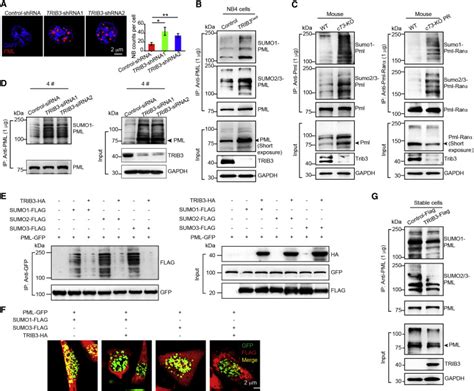 Trib3 Promotes Apl Progression Through Stabilization Of The Oncoprotein