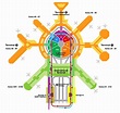 SFO terminal map - San Francisco airport terminal map (California - USA)