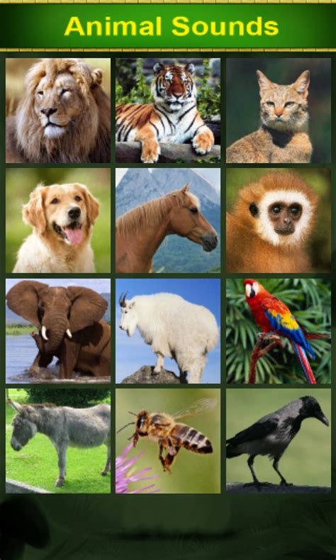 Animal Sounds For Kidsamazondeappstore For Android