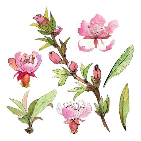 Apple Blossom Clipart