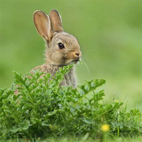 7 Ways To Stop Rabbits Digging Up Your Lawn