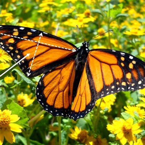 Male Monarch Butterfly Danaus Plexippus Photographed By A Davis