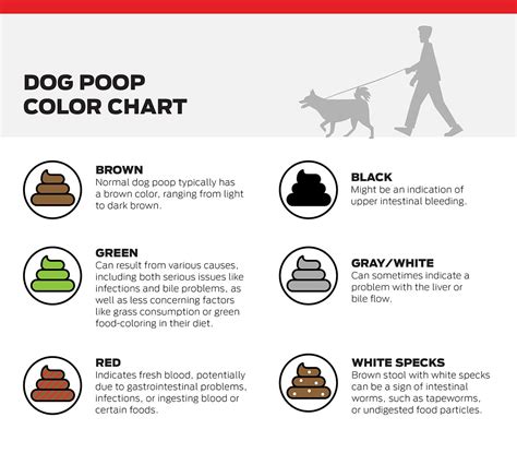 Guide To Types Of Dog Poop Decoding Color And Consistency Purina Us