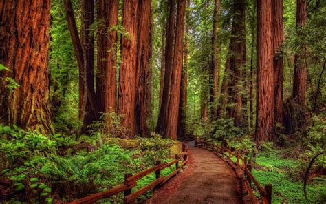 Free animated background stock video footage licensed under creative commons, open source, and more! Rain Forest Wallpaper ·① WallpaperTag