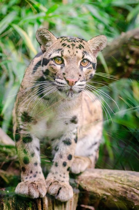 Leopardo Leopardo Longibando Felino Mamífero Fauna Silvestre