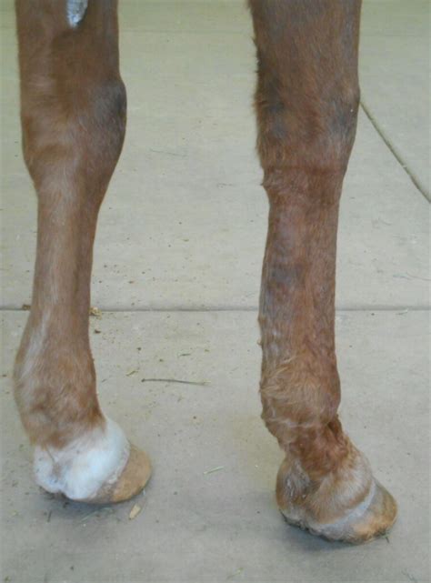 Swelling On Back Of Lower Limb Flexor Tendon Area Horse Side Vet Guide