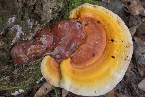 Are Ganoderma Mushrooms Expensive Medicinal Mushrooms Biobritte