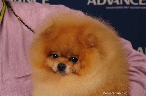 Teddy Bear Pomeranian Versus A Pomeranian Dog