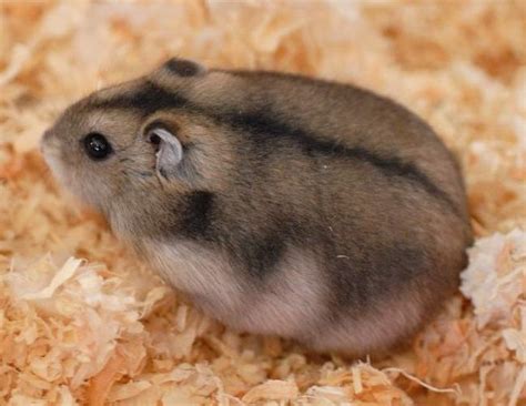 Russian Dwarf Hamster Russian Dwarf Hamster