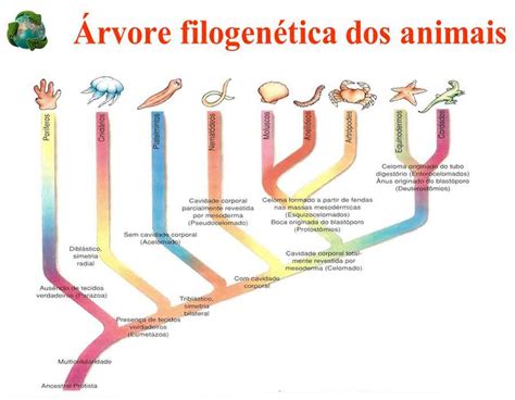 O Reino Animal Resumo Planeta Biologia