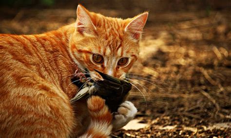 Australias Cats Kill Over 1 Million Birds Daily Immortal News
