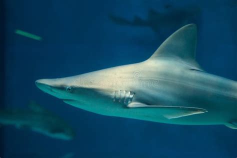 Sandbar Shark Carcharhinus Plumbeus Stock Image Image Of Shark