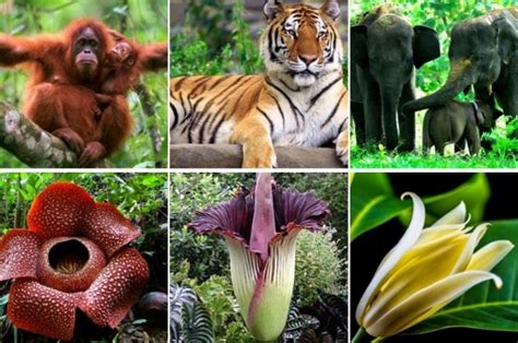 Pelestarian flora dan fauna kelompok 5 den yusuf ramdhani farizha f. Pengertian Flora dan Fauna | Klasifikasi, Manfaat dan ...