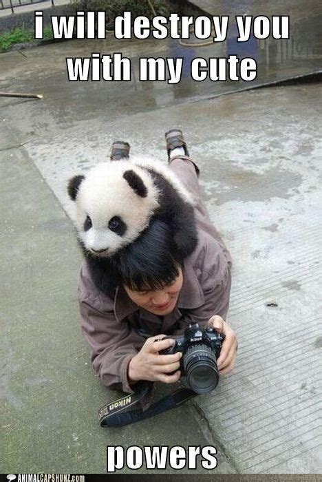Funny Memes Funny Meme Pics Panda Bear Cute Panda Cute Animals