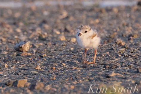 Piping Plover Parking Lot Nest Kim Smith Films