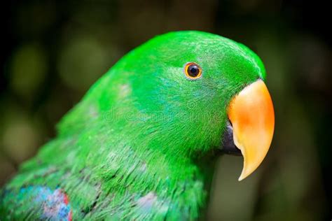 Parrot Portrait Of Bird Wildlife Scene From Tropic Nature Stock Photo