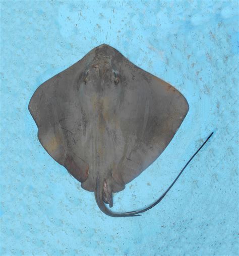 Diamond Stingray Mexico Fish Birds Crabs Marine Life Shells And