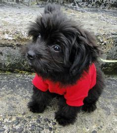 One of the original designer breeds, this yorkshire terrier/poodle cross remains a popular option for families today. Black Yorkie Poo