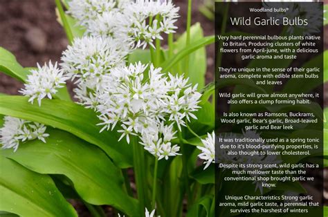 Wild Garlic Woodland Bulbs