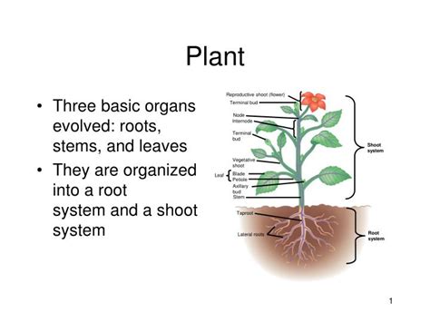 Ppt Organ Systems In Plants Powerpoint Presentation