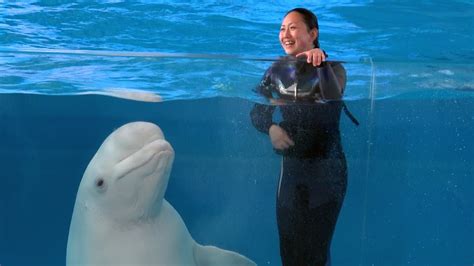 Beluga Whale Show At Yokohama Hakkeijima Sea Paradise 4k Youtube