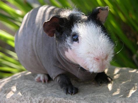 Everything You Need To Know About Hairless Skinny Pigs Wide Open Pets