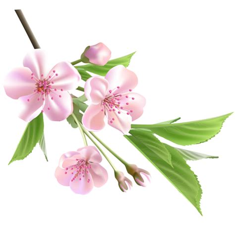 Cherry png transparent clip art image gallery. Vines clipart cherry blossom, Vines cherry blossom Transparent FREE for download on ...