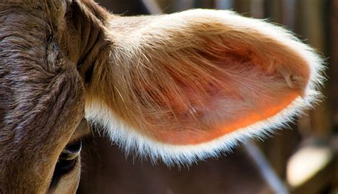 Cow Eye Ear Hobby Farms