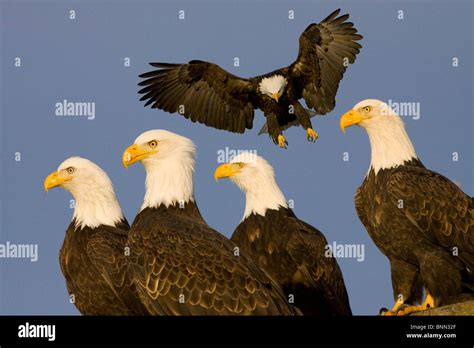 Five Bald Eagles Hi Res Stock Photography And Images Alamy