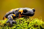 🦎 Salamandra: Características y Curiosidades » Animales Salvajes