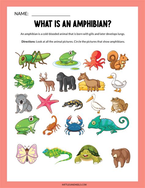 Amphibian Worksheet For Kindergarten