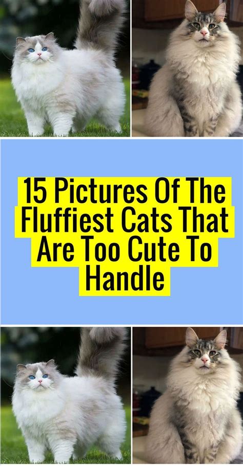15 Pictures Of The Fluffiest Cats That Are Too Cute To Handle In 2022