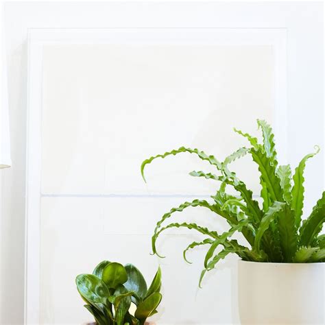12 Houseplants That Thrive In Low Light Conditions Ts For Grabs
