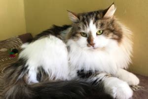 It is unlikely that you will find one in a shelter or through a rescue group, but it doesn't hurt to look. Cats for Adoption - Siberian Cats