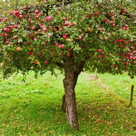 This Apple Tree Grows Apples On It It Will Probably Not Grow Any Other