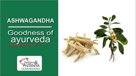 Best Ashwagandha And Its Benefits Youtube