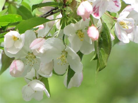 Pollination And Spring Apple Bloom New England Apples