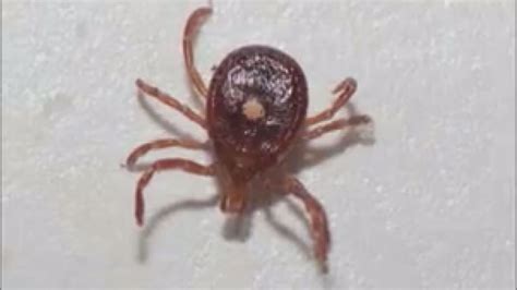 Emerging Tick Disease Might Cause Red Meat Allergy Wnct
