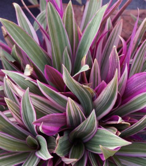 Flowering plants for full sun. 32 best Tropical Shade loving plants images on Pinterest ...